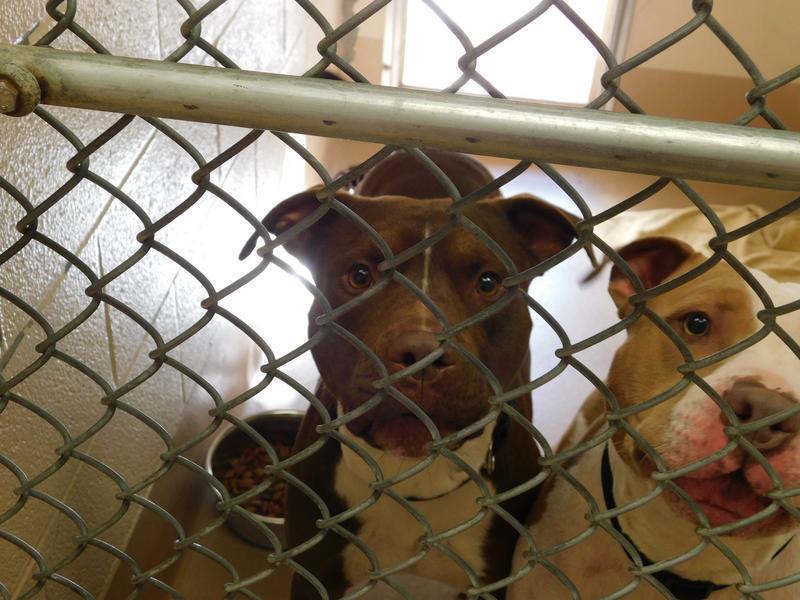 Collin County Animal Shelter Community Service Collin County Animal Shelter Community Service