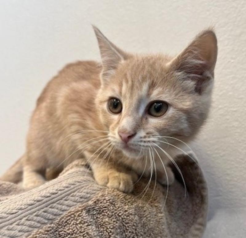 Collin County Animal Services Stray or Lost Animal Search Results