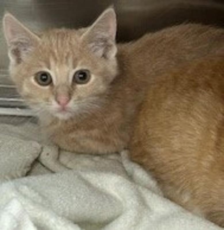 Collin County Animal Services Stray or Lost Animal Search Results